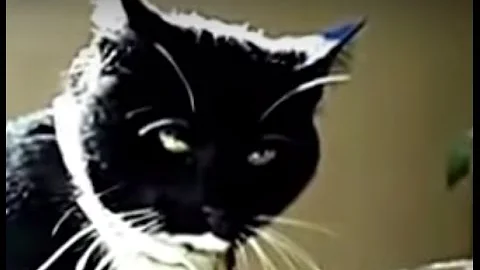 Tuxedo Cats look so handsome even Fighting