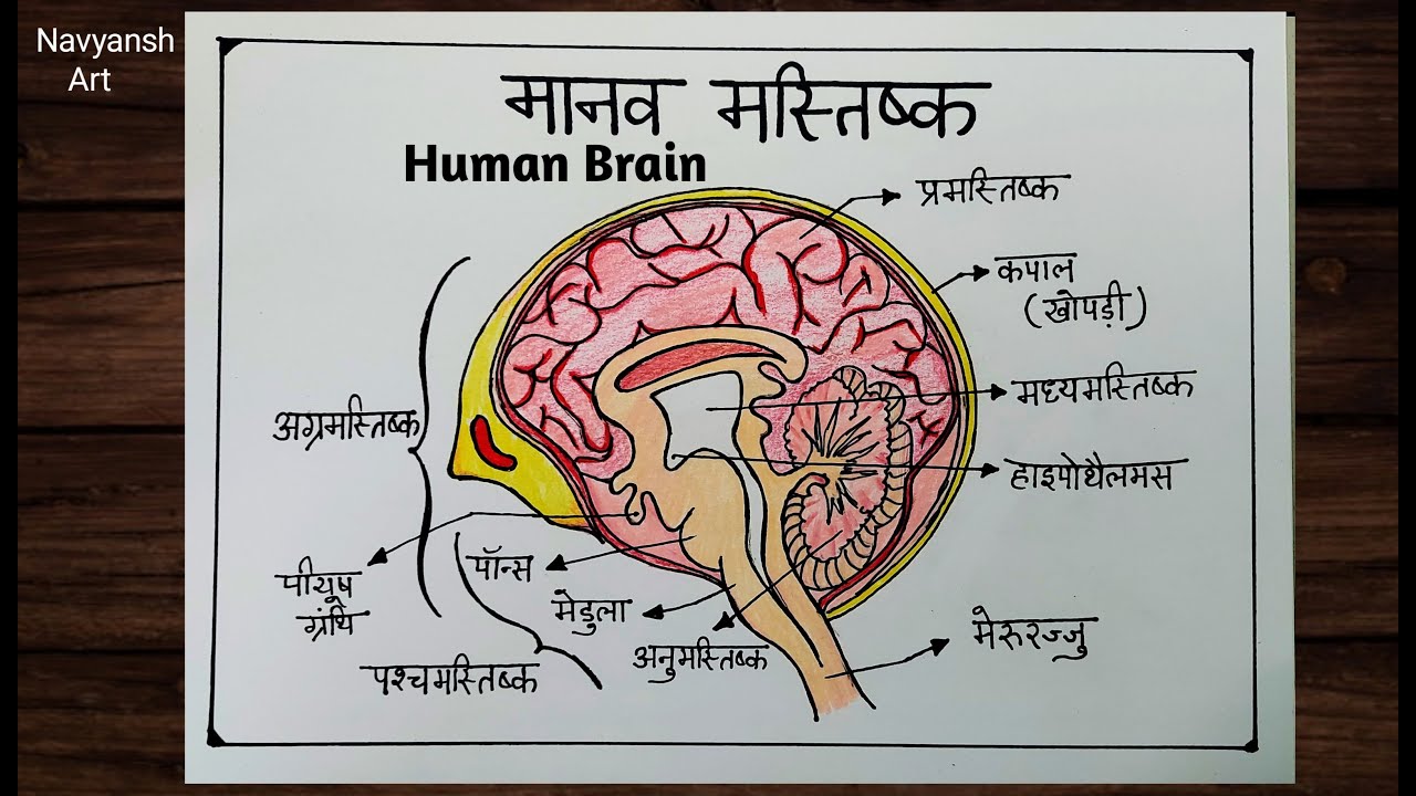 Human Brain diagram drawing / मानव मस्तिष्क का चित्र / Draw a neat ...