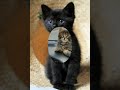 Funny Cats Video 2023 Funny Cats Video 2023