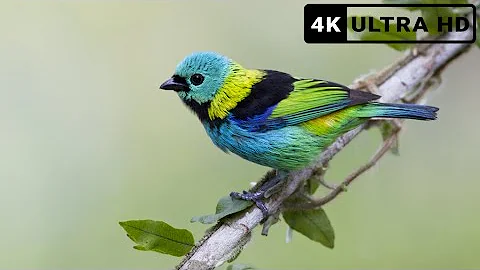 Most Beautiful Birds in the World | Breathtaking Beauty of Earth's Most Exquisite Birds | Relaxation