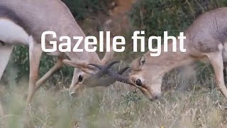 Mountain Gazelle Fight 4K / غزال الجبل, דו קרב - צבי ארץ ישראלי Mountain Gazelle Fight 4K / غزال الجبل, דו קרב - צבי ארץ ישראלי