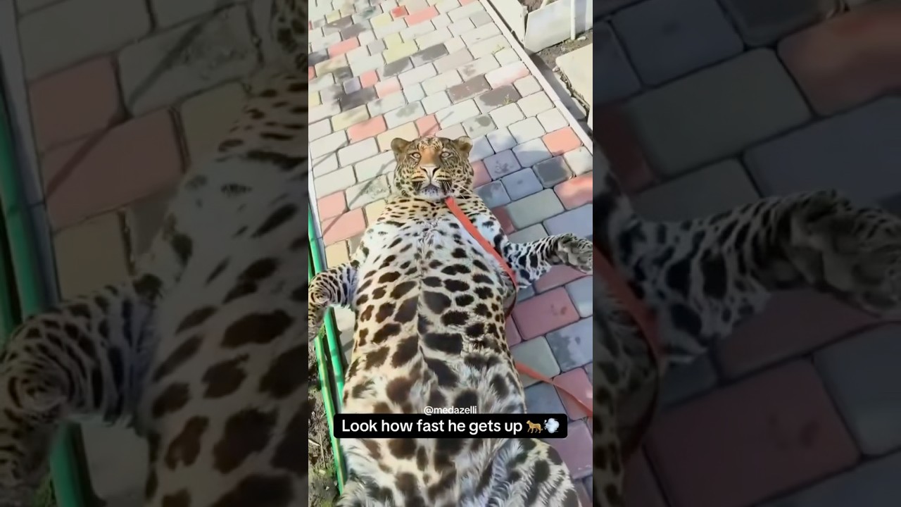 I Found The Slowest Cheetah In The World 💔