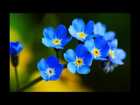 მაკა ზამბახიძე - მიზეზს ვეძებ