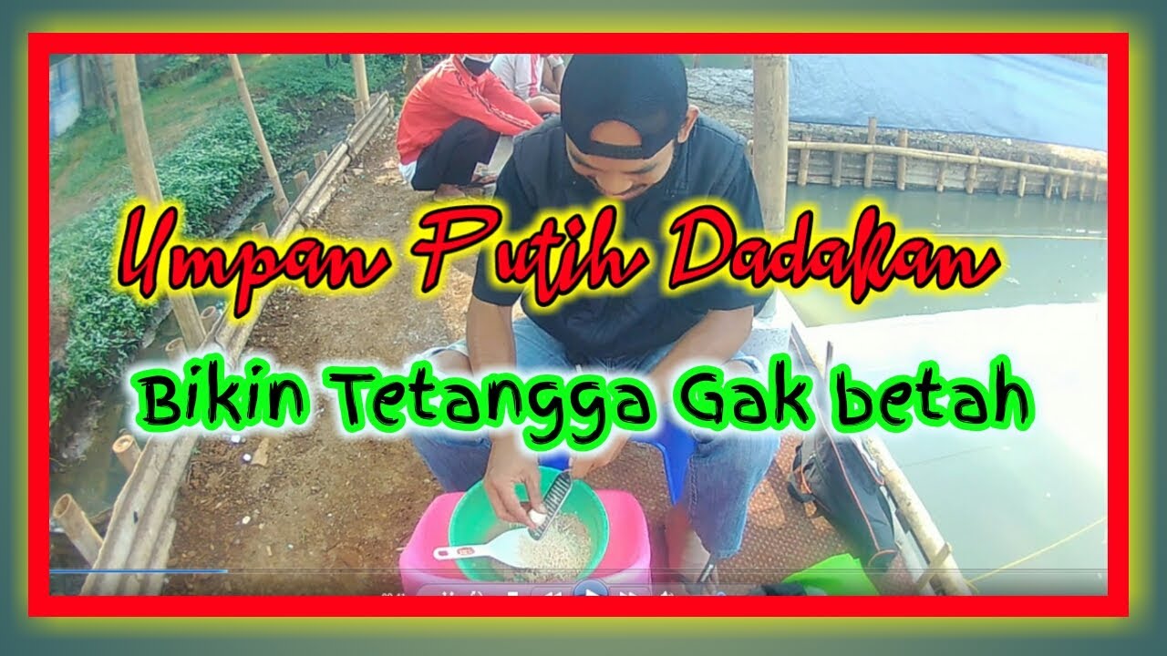 Umpan putih dadakan I ikan mas harian I ikan mas lomba