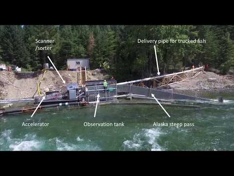 First Time in 100 Years - Whooshh Moves Salmon Over Cle Elum Dam