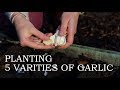 Planting 5 varieties of garlic