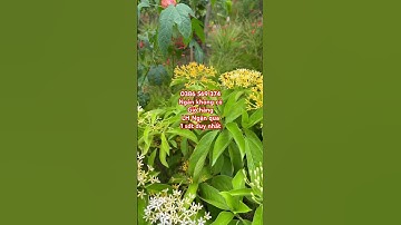 Cây lài Terena hoa thơm màu vàng | 0386569374 - Ngọc Ngân Bến Tre | Chuyên cây độc lạ