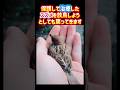 保護して治療したスズメを放鳥しようとしても戻ってきます🥹✨ #スズメ #鳥 #かわいい #bird #感動 #shorts