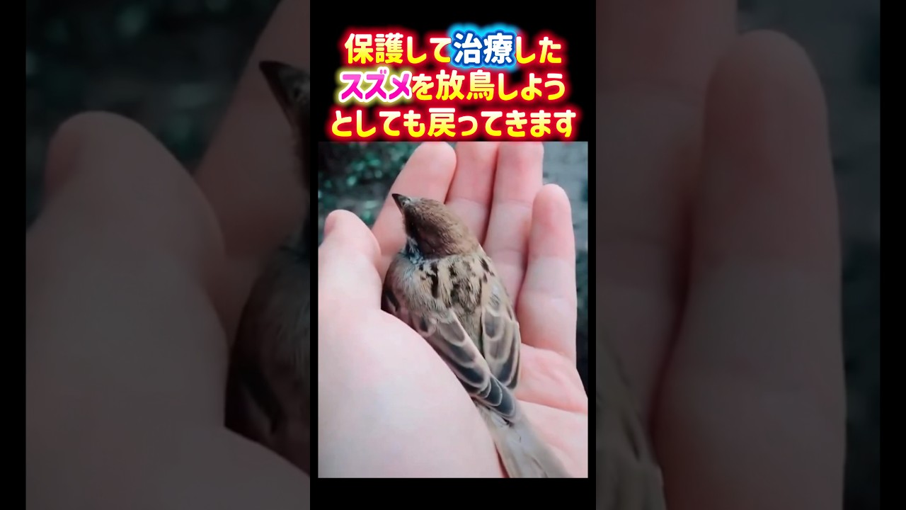 保護して治療したスズメを放鳥しようとしても戻ってきます🥹✨ 