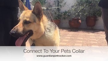 Guardian Orb Pet Tracker Working Prototype Demo