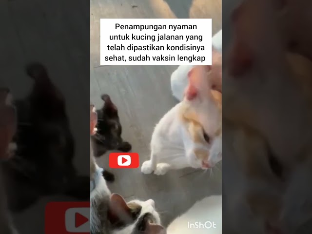 #CatRescue 11.  A cat lover made a comfort zone for hundreds of street cats. Barakallah class=
