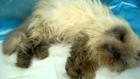 Watch the video about Blue himalayan cat 2