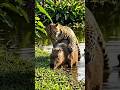 onça brinca com a capivara#onça #capivara #pantanal