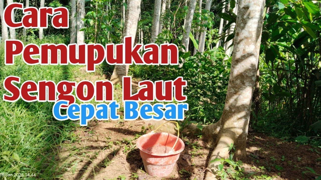 Cara pemupukan pohon sengon laut