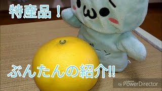 【特産品】高知県特産品、ぶんたんをしょぼんフレンズが紹介！