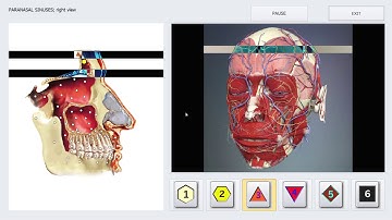 Bioresonance Classes and Certifications SUPER STABLE RUNNING BIOPHILIA X1 5000+