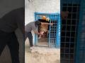 Lion food 😡😱 #wildliferescue #animals #tigerspotted #largecats #lionnation #lion #bigcats 😱