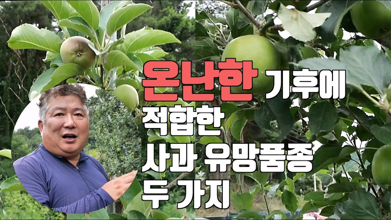 온난한 기후에 적합한 사과 유망품종 두 가지