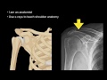 Anatomy of Shoulder X-rays