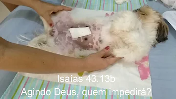 Como fazer curativo em cadela?