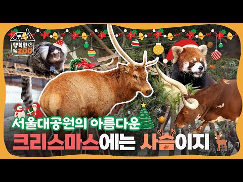 서울대공원의 아름다운크리스마스는 사슴이지🦌