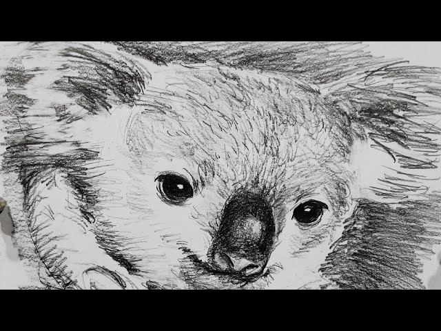 土人教画】222 素描考拉Terrain art class Sketching-Koala