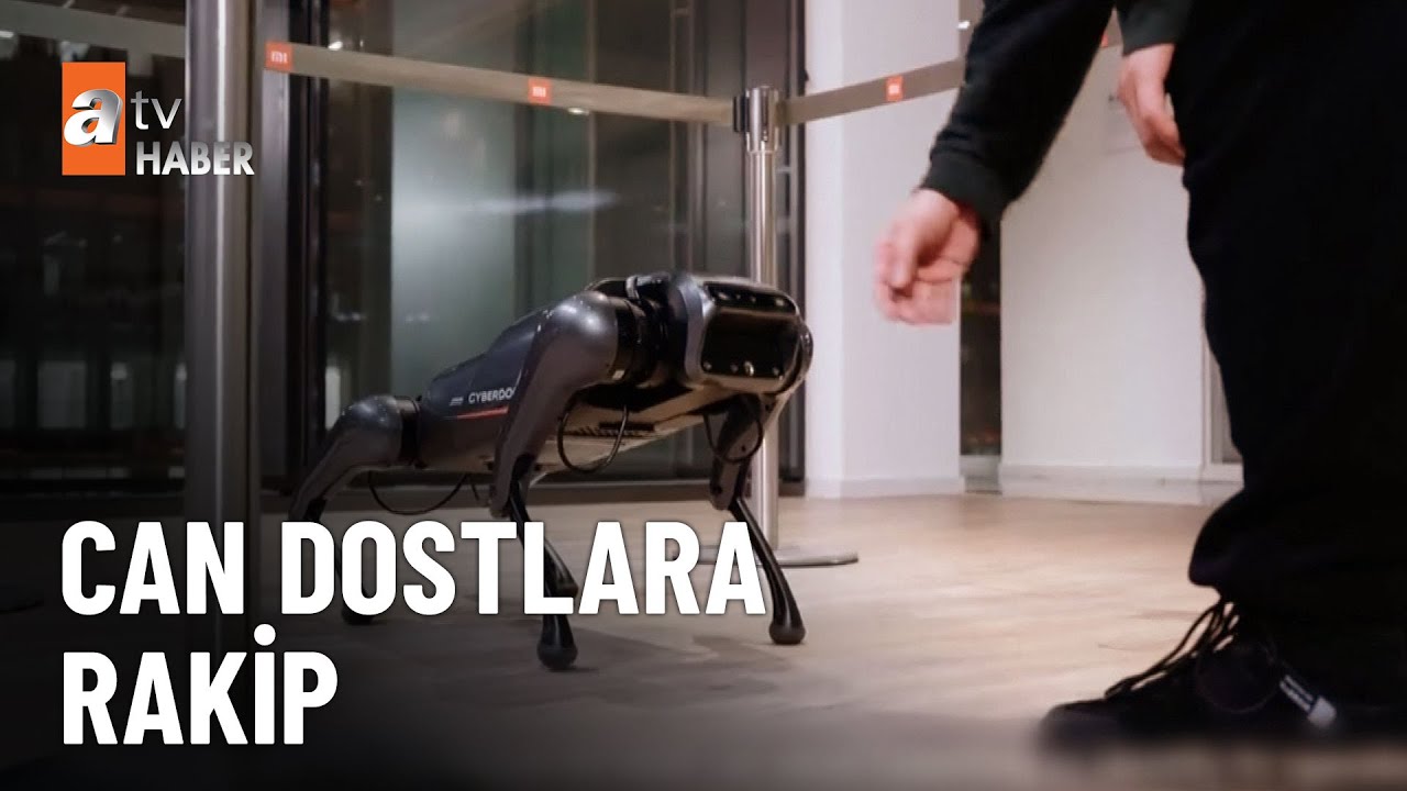 Gerçek köpekleri kıskandıran robot - atv Ana Haber 15 Ağustos 2023