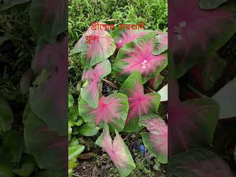 গ্রীষ্মের মোরশুমি ফুল🌼🌸🪷🌻🪻🌹🍁🌺🌷#youtubeshorts #shortsfeed #viralshort #flowers #trendingshorts