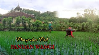PEMUPUKAN PADI PANDAN WANGI || VIRAL