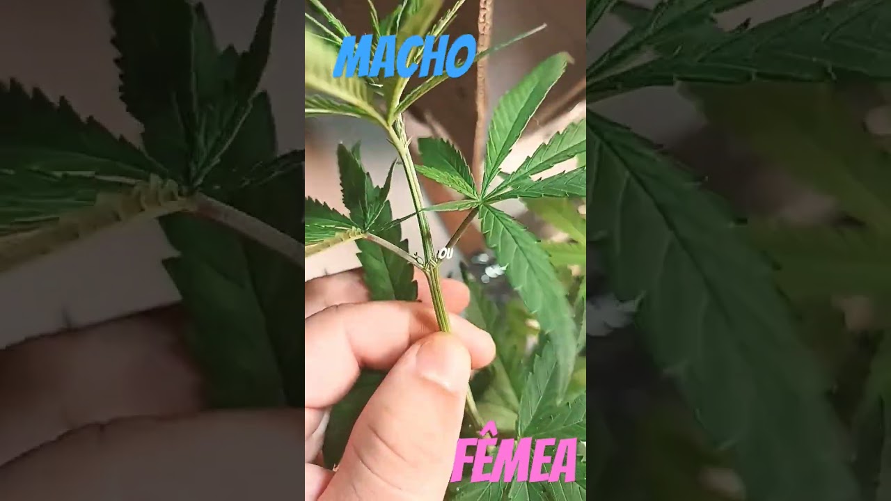 Macho ou Fêmea? Indicativo do sexo da cannabis de prensado. Aprenda a indentificar.