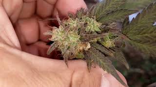 How to Harvest Outdoor Cannabis in 2022.  No pesticides while growing plus new weed strains.
