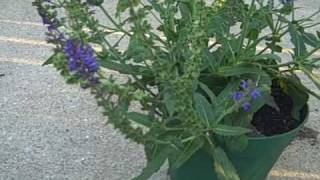 Blue Flowers