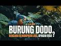 Burung Dodo: Lembaran Hitam Sejarah Alam