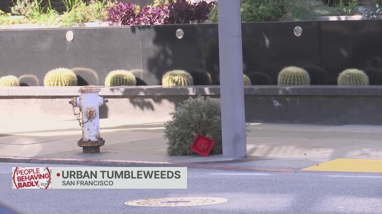 People Behaving Badly: Urban tumbleweeds