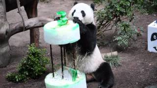 San Diego Zoo ~ 8.5.2012 ~ Yun Zi's 3rd Birthday Party