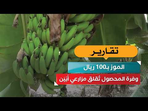 Bananas at 100 Riyals.. Abundant Harvest Worries Abyan Farmers