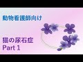 【動物看護師向け・ペット栄養学】猫の尿石症　Part 1 (尿石の種類、結石と結晶の違い、など)