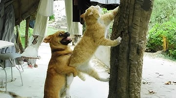 CATS: Unpredictable Actions and Hilarious Chaos  😼 Funny Cat Videos 2025 😼 Try Not To Laugh😜 #9