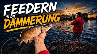 All-round feeder fishing on the Rhine – Despite low water levels 🎣