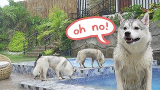 BINAGYO ang Birthday Outing ng 6 Huskies na ito! (#TyphoonEgay)