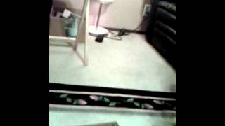 Medium Daniel and king daryl Details