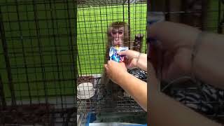 Monkey seized from Church Hill home