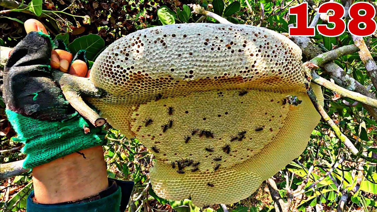 Mở bát khai xuân săn ong ruồi đầu năm 2026