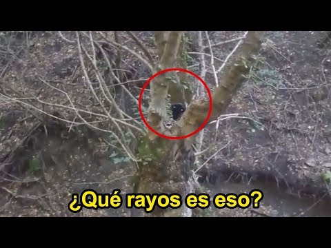 Vídeo: El Cazador Filmó Una Criatura Negra En El Bosque. Yeti? - Vista Alternativa