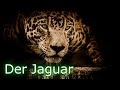 Der Jaguar - Der wahre König des Dschungels!!!