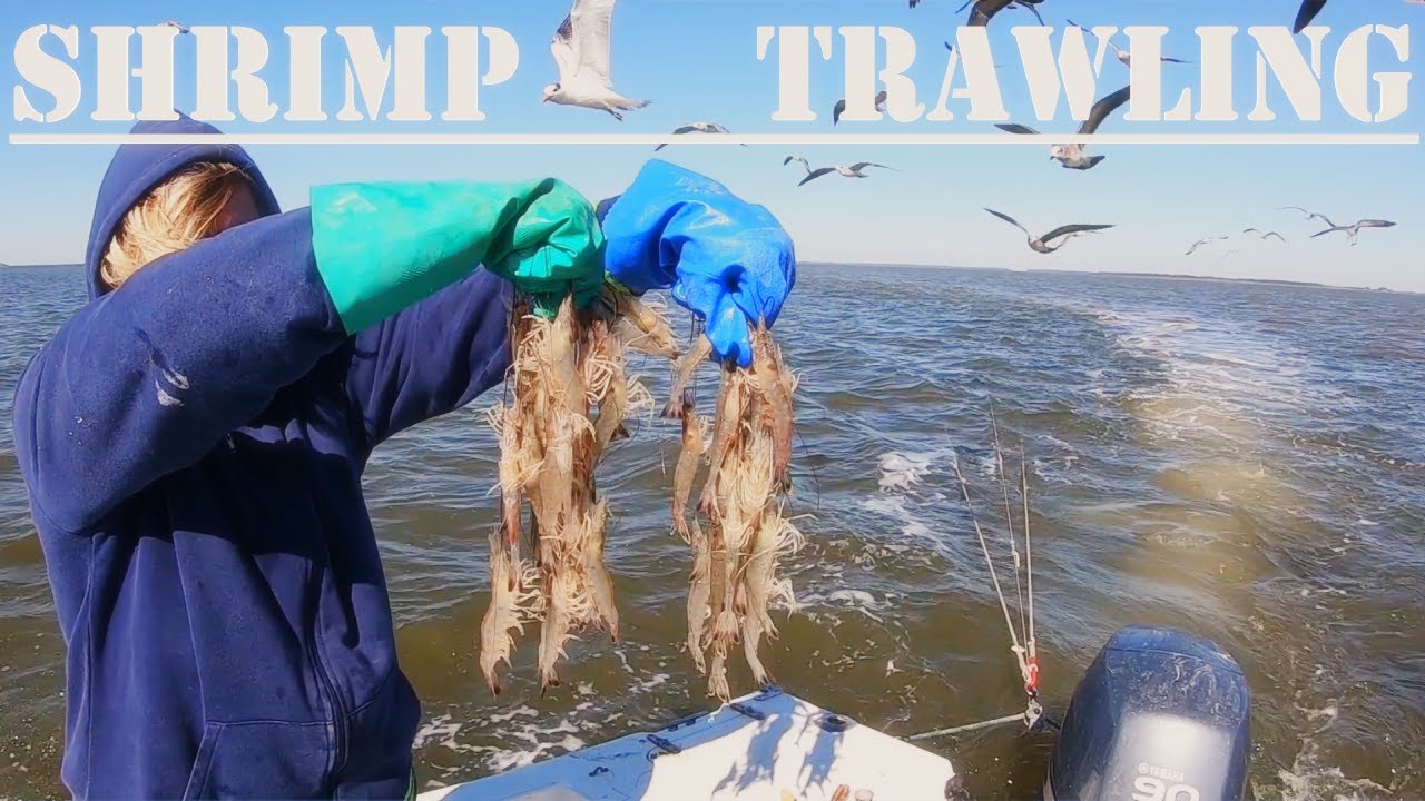 Let's go SHRIMP TRAWLING/WE GOT EM/Sturgeon, Blue Crabs, Sand Dollars, etc.  caught trawling in SC 