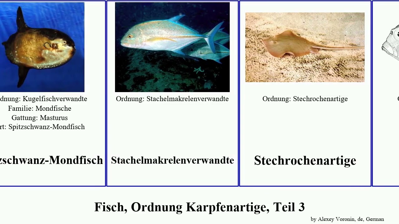 Fisch, Ordnung Karpfenartige, Teil 3 fish laevis nebulosa Lungenfisch Rhynchobatus Sphenodus Other