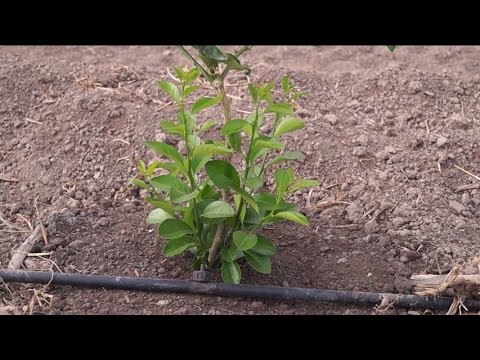 Eliminar Los Primeros Brotes Del Patron En Una Planta De Limon Youtube