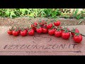 Ciliegino Zacon F1 dopo 5 mesi | Agricoltura Live Twitch 28/2/22