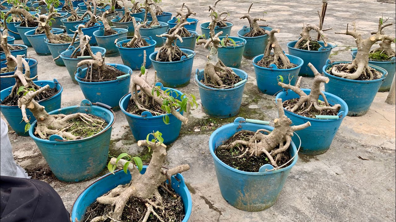 Cắt thu lô phôi sanh mới 10/2_0825780998